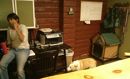 Kyla at her desk with dogs.